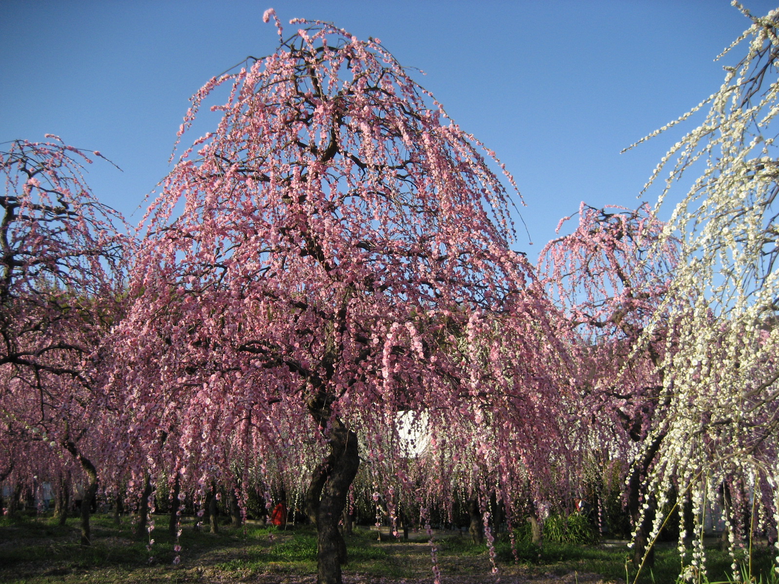 2月～梅の花を楽しもう（名古屋市農業センター）。