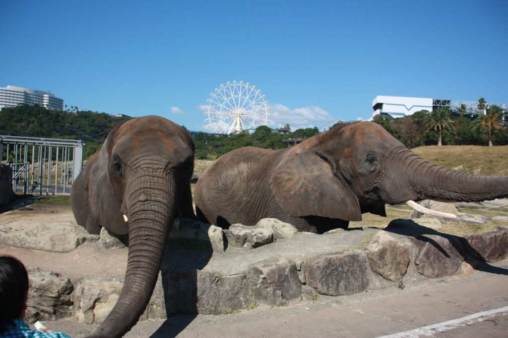 子どもと行こう!南紀白浜&和歌山アドベンチャーワールド。 親子の時間研究所 子どもと行こう!南紀白浜&和歌山アドベンチャーワールド。 親子の時間研究所