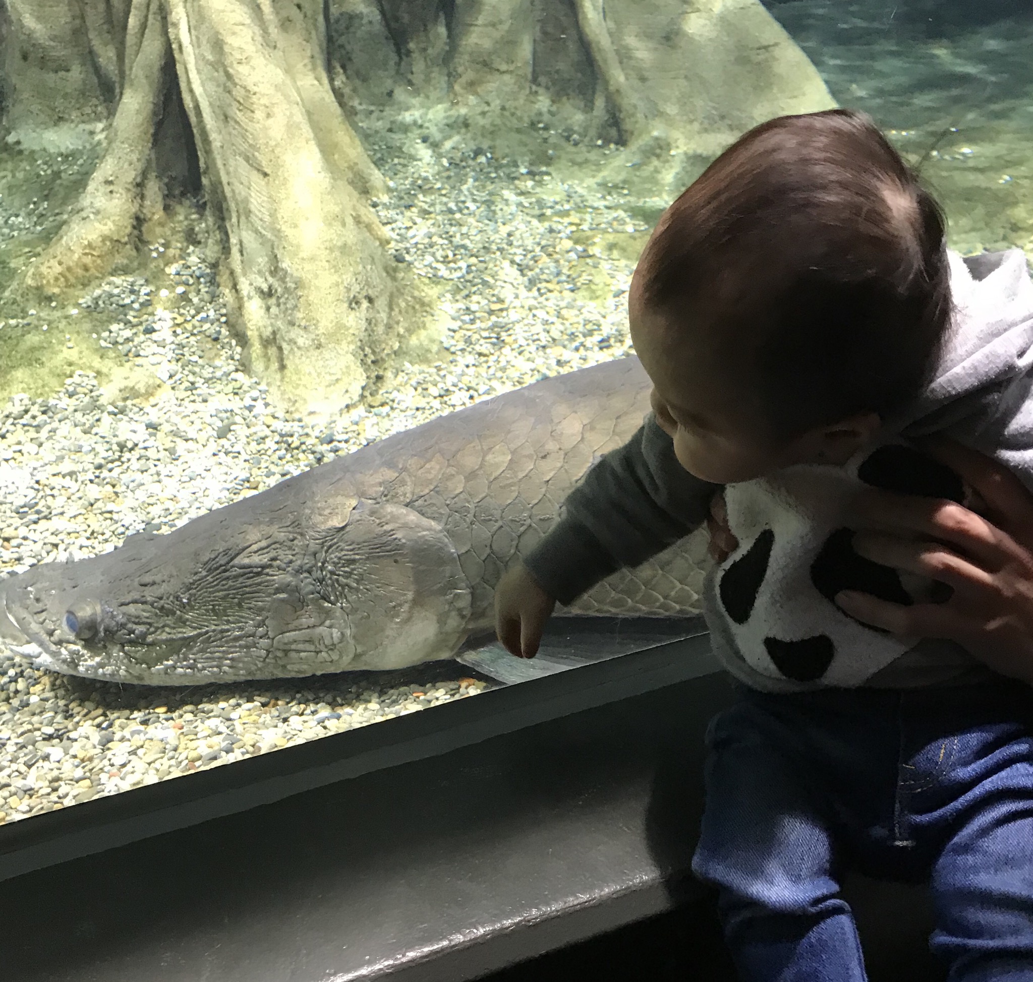 『体験談』赤ちゃん、0歳児とお出かけ。動物園、水族館編