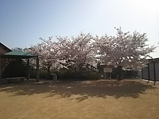 自由研究に悩みません。ソメイヨシノ(桜)を観察して小さな変化を見つけよう。