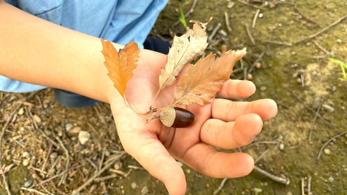 秋のお散歩はどんぐり拾い！気になる虫の対策方法